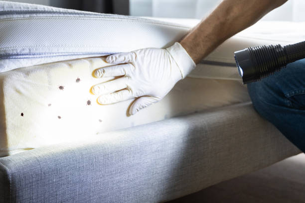Best Wasp Removal Services  in Glen Head, NY